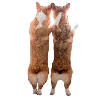 💑 eb0e1f86 corgi, cães, animais, em pé, vista traseira whatsapp sticker