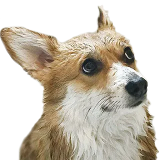 💦 f9534ee1 cachorro, corgi, molhado, fofo, animal, retrato whatsapp sticker
