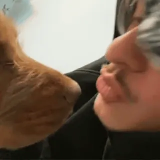 🤲 1b6c760f cão, animal, animal de estimação, amigo, fofo, amor telegram sticker