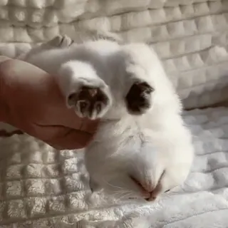 😶 0b36a988 kat, kitten, lief, dier, huisdier, witte kat, slapende kat, huisdier telegram sticker