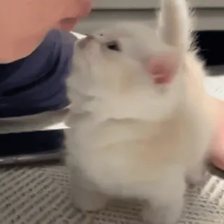 ❤️‍🩹 2fbf2251 hond, puppy, dier, schattig, huisdier, wit telegram sticker