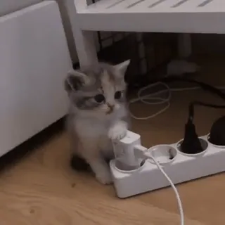 🤐 54f5265b kitten, kat, dier, schattig, huisdier, huisdier, elektronica, stopcontact telegram sticker