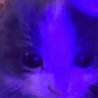 🤪 5816c551 kat, dier, huisdier, huiskat, blauw licht, fluffy, schattig telegram sticker