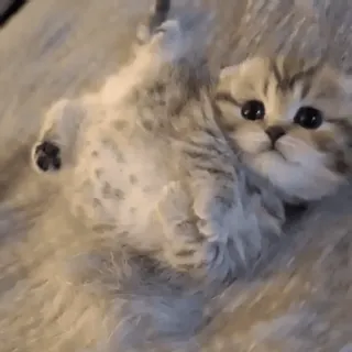 🥺 68dd9914 kitten, kat, schattig, huisdier, dier, fluffy telegram sticker