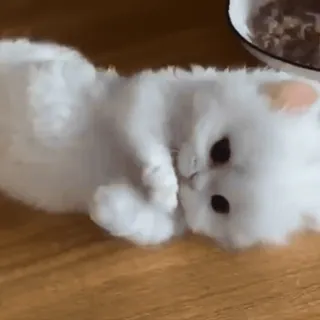 🤍 859ec617 kat, kitten, schattig, dier, huisdier, wit, fluffy, huiselijk telegram sticker