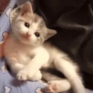 🖕 8df96e72 kat, kitten, schattig, dier, huisdier, huiselijk, katachtig, zoogdier telegram sticker