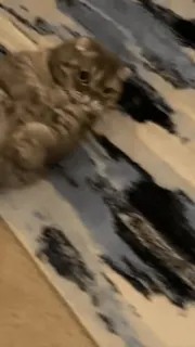 ❤️ aebb3bb2 kat, dier, huisdier, huiskat, katachtige telegram sticker