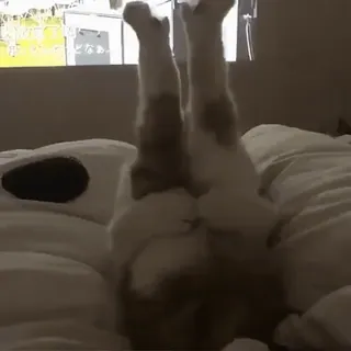 👅 b28e550a kat, grappig, dier, huisdier, schattig, speels, ondersteboven telegram sticker