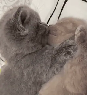 💋 ce7976fb kittens, katten, dieren, schattig, zoenen, huisdier, huisdieren, knuffelen telegram sticker