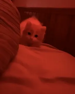 ❤️‍🩹 fb29eb74 kitten, kat, huisdier, dier, schattig, katachtig, huisdier telegram sticker