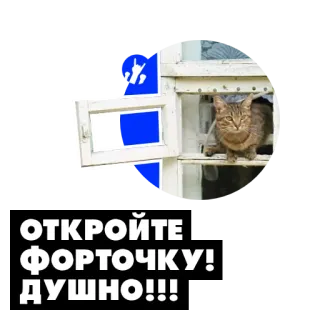 😮‍💨 e5f57307 ОТКРОЙТЕ ФОРТОЧКУ! ДУШНО!!! Katze, Fenster, lustig, russisch, Tier telegram sticker