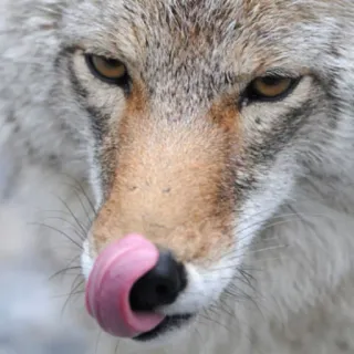 👅 2418126f โคโยต, สัตว์, สัตว์ป่า, สัตว์เลี้ยงลูกด้วยนม, ผู้ล่า telegram sticker