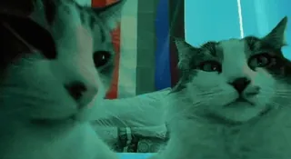 🥳 5d1d096b cat, animal, domestic cat, feline telegram sticker