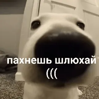 😔 9e996f1d пахнешь шлюхай dog, offensive, russian, meme telegram sticker
