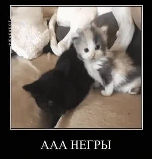 🙈 dc1454e6 AAA НЕГРЫ cats, offensive language, animals, kittens telegram sticker