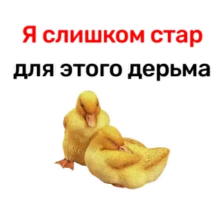 Duck @stickersb2b telegram stickers