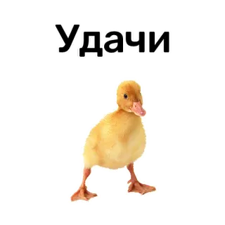 😆 26143e7e Удачи ลูกเป็ด, โชคดี, น่ารัก, สัตว์, นก, เป็ดน้อย telegram sticker
