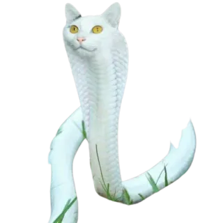 CatFaces telegram stickers