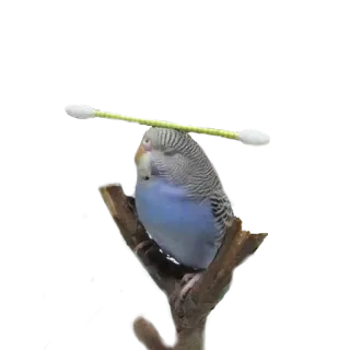 👳 179a54de 새, 잉꼬, 애완동물, 동물, 귀여운 telegram sticker