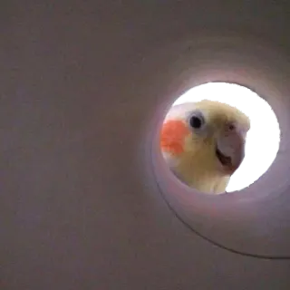 crazy parrots telegram stickers