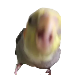 😡 2fca7c5b 새, 왕관앵무, 동물, 애완동물, 귀여운 telegram sticker