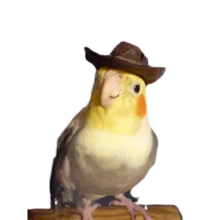 crazy parrots telegram stickers