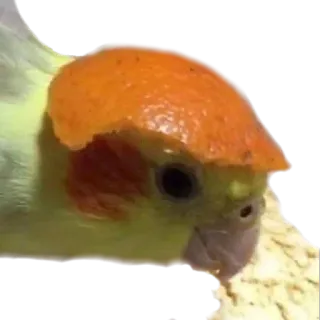 🍊 6bb706f8 새, 왕관앵무, 오렌지, 과일, 동물, 귀여운, 애완동물 telegram sticker