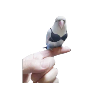 crazy parrots telegram stickers