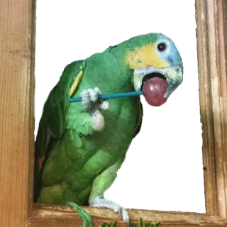 crazy parrots telegram stickers