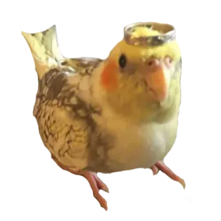 👑 cb4e9a48 새, 왕관앵무, 앵무새, 귀여운, 동물, 애완동물 telegram sticker