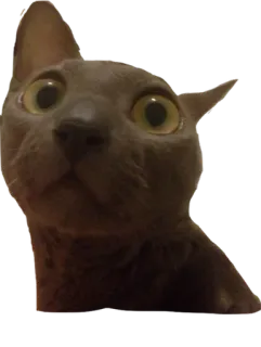 MISHA THE CATTO and her friends whatsapp stickers