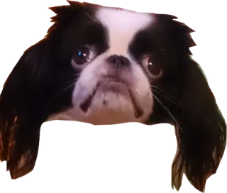 😭 27d6d8bd สุนัข, สัตว์เลี้ยง, สัตว์, สติกเกอร์ telegram sticker