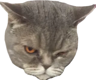 😠 5a66a1a0 แมว, แมวสีเทา, สัตว์เลี้ยง, สัตว์, มีม, ตลก, น่ารัก telegram sticker