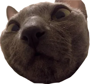 😣 811d6219 แมว, สัตว์, สัตว์เลี้ยง, มีม, ตลก, ภาพระยะใกล้ telegram sticker