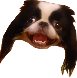 😛 85503a16 หมา, สัตว์เลี้ยง, สัตว์, ขาวดำ, ยิ้ม telegram sticker