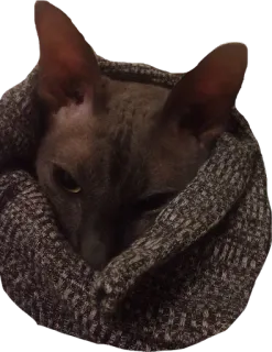 MISHA THE CATTO and her friends telegram stickers