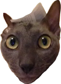 MISHA THE CATTO and her friends telegram stickers