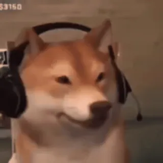 😌 311c473f cane, shiba inu, gamer, gaming, cuffie, meme telegram sticker