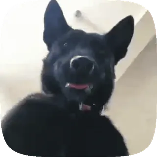 🤤 c0331df2 cane, cane nero, animale, animale domestico, primo piano, pastore tedesco, carino telegram sticker