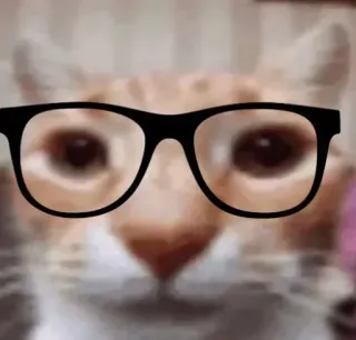 🤓 c65d93b6 gatto, occhiali, animale, animale domestico, secchione, divertente, adesivo telegram sticker