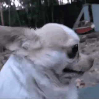 🗿 dc284170 cane, chihuahua, animale domestico, animale, cane piccolo telegram sticker