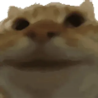 👍 f6049cd3 criceto, animale, meme, divertente, carino, roditore telegram sticker