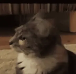 😱 f92f59bf gatto, animale, animale domestico, animale domestico, mammifero, felino telegram sticker