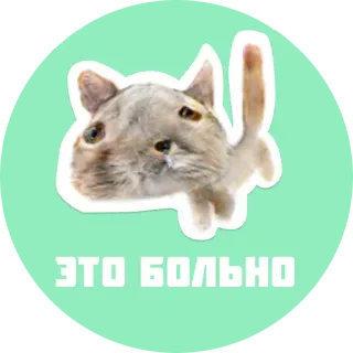 😭 592140af ЭТО БОЛЬНО кот, боль, русский, животное, смешной, стикер whatsapp sticker