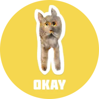 😐 a5bc14c4 OKAY кот, ок, животное, мем whatsapp sticker