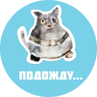 💤 be708375 ПОДОЖДУ... кот, ожидание, милый, животное whatsapp sticker
