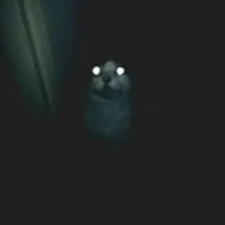 🖤 35082393 gatto, scuro, occhi, animale telegram sticker