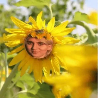 🥰 7ca6ef6e 해바라기, 꽃, 얼굴, 초상화, 자연, 노란색 telegram sticker