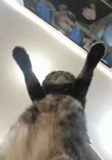 🤠 faf1e97d gato, animal, animal doméstico, animal de estimação, fofo, tigrado whatsapp sticker