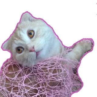 😕 844775f3 chat, animal, chaton, animal de compagnie, mignon, domestique, félin, mammifère telegram sticker